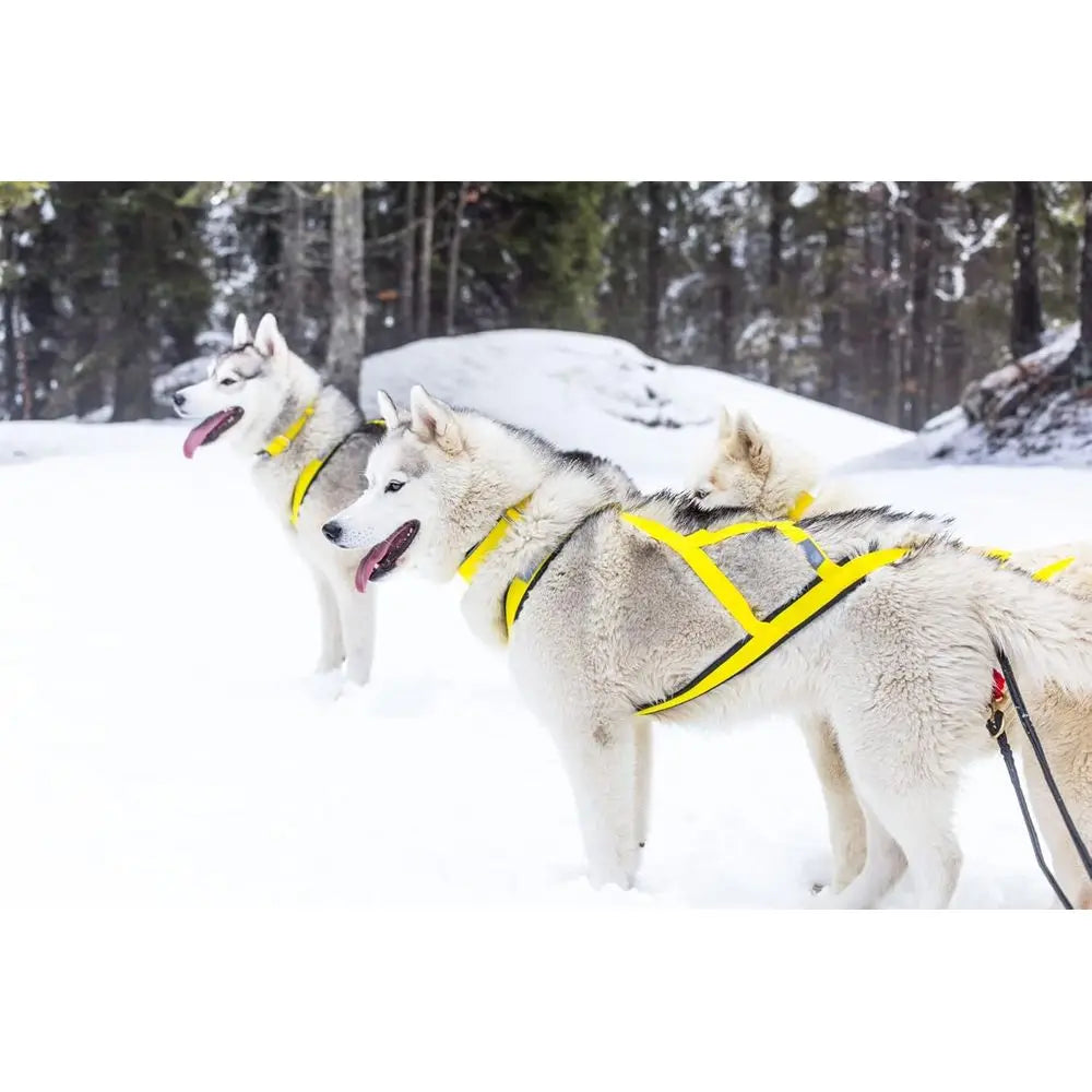 Sled Dog Harness for Wolf-Like Breeds Durable All-Weather Polypropylene Construction