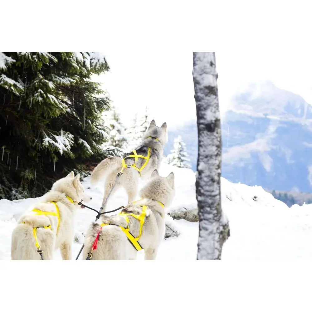 Sled Dog Harness for Wolf-Like Breeds Durable All-Weather Polypropylene Construction